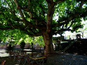 327  450 year old tree.JPG
